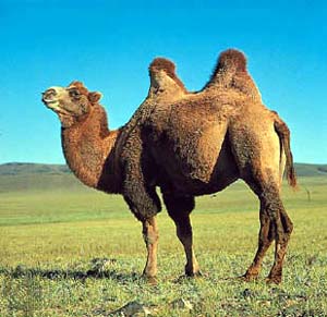 أجنه در شکل شتر و چارپايان ظاهر مي‌شوند