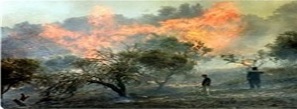 فلسطین: به آتش کشیدن محصولات کشاورزی توسط صهیونیستها